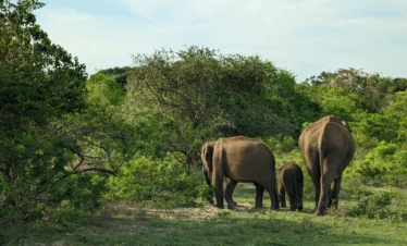 Yala Jeep Safari