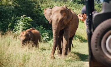 South & West Coast Wildlife and Adventure Tour